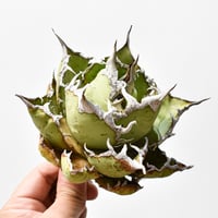 プヤ セルーレア【発根済み】HK2401937(T) | RAFLUM / ラフラム｜東京