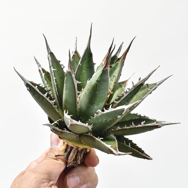 アガベ パープソラム錦 アガベ・パープソラム】基本的な育て方とケアのポイント | 初心者向け