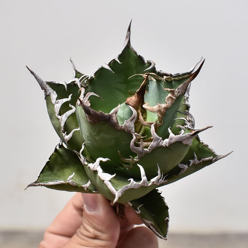 アガベ チタノタ 