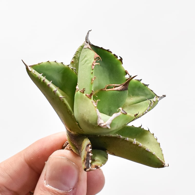 アガベ チタノタ 