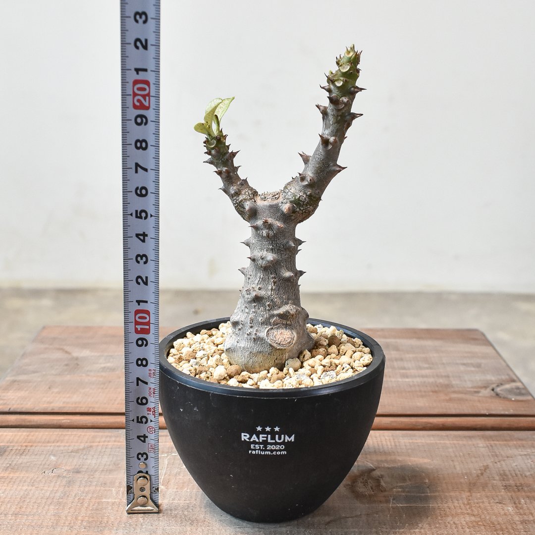 国内実生株　パキポディウム ウィンゾリー　② fit=scale-down,w=1200