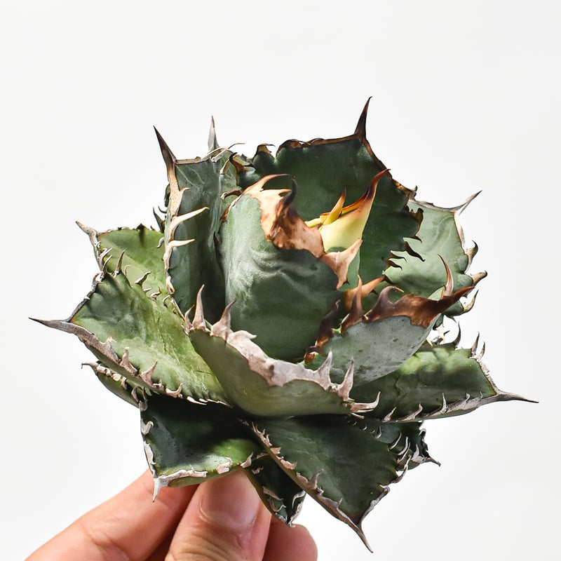 国内実生最高峰】アガベ オテロイ 