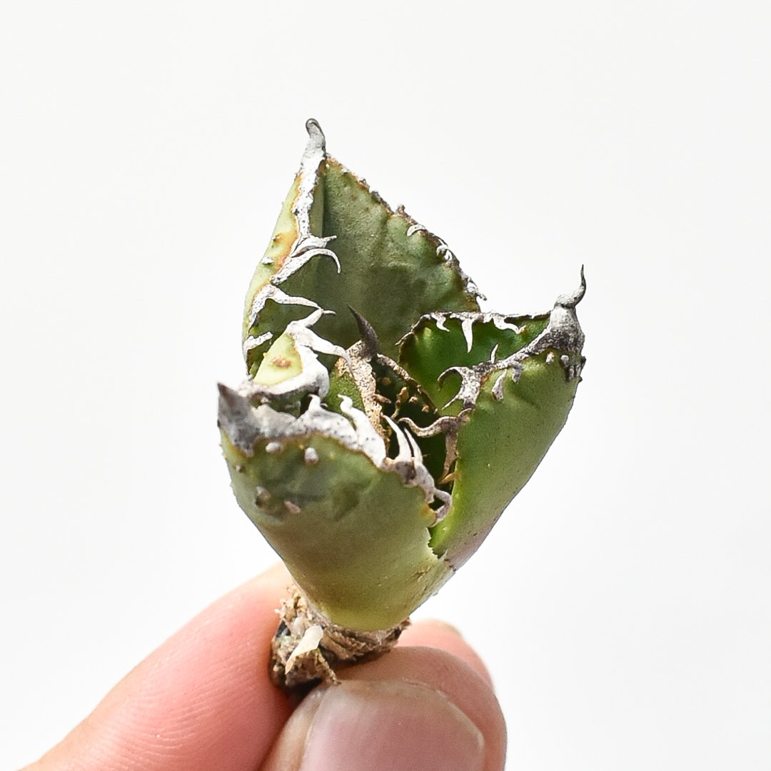 アガベ チタノタ 麻花龍 【台湾 berlin産/子株/抜き苗】D BE2402603(T)