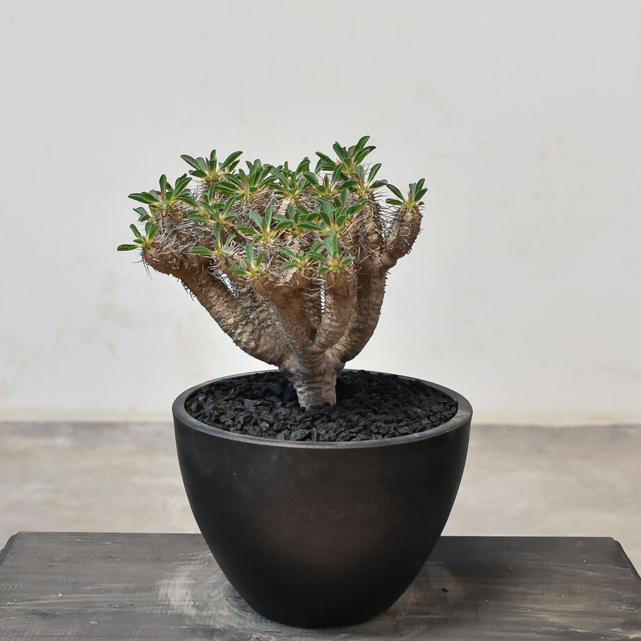 ユーフォルビア・ギラウミニアナ (発根済み) RF231708(T) | RAFLUM /