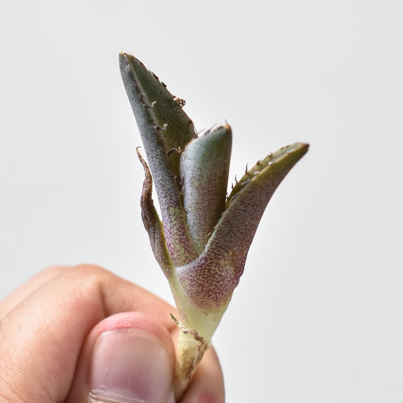 アガベ チタノタ 