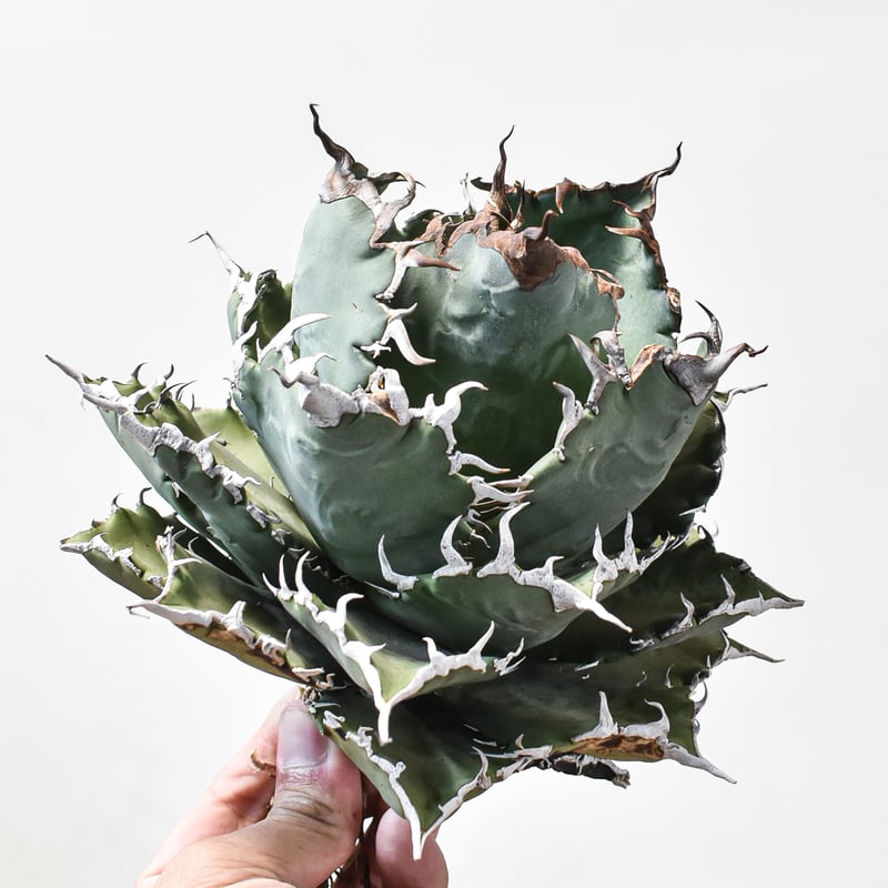 アガベ チタノタ 狂刺夕映 ソーラーエクリプス 大株＋子株とオマケで3株つけます アガベ チタノタ ソーラーエクリプス 