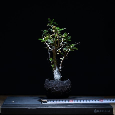 フォークイエリア コルムナリス "観峰玉" （発根済み）RF21008