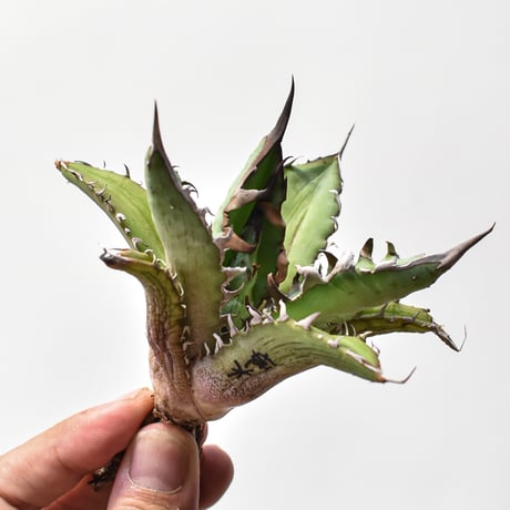 CATEGORY アガベ ハイブリット 