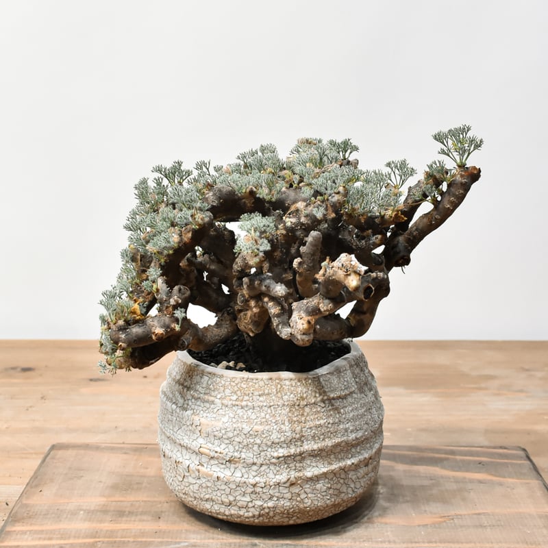 サルコカウロン ムルチフィズム RFHK25011520 | RAFLUM