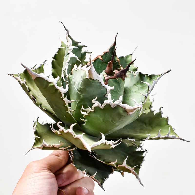 アガベ チタノタ ソーラーエクリプス 