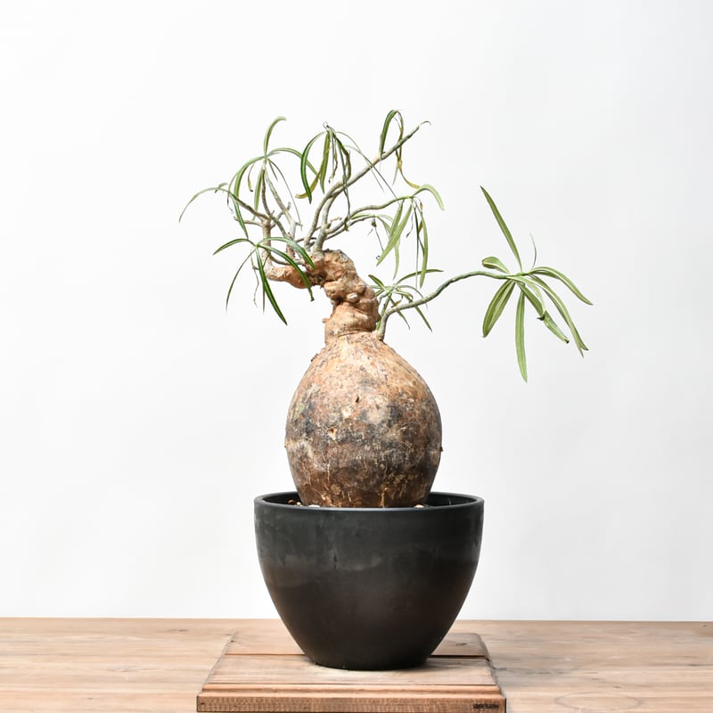 RAFLUMコレクション】アデニウム ソマレンセ HK25010015 | RAFLUM /