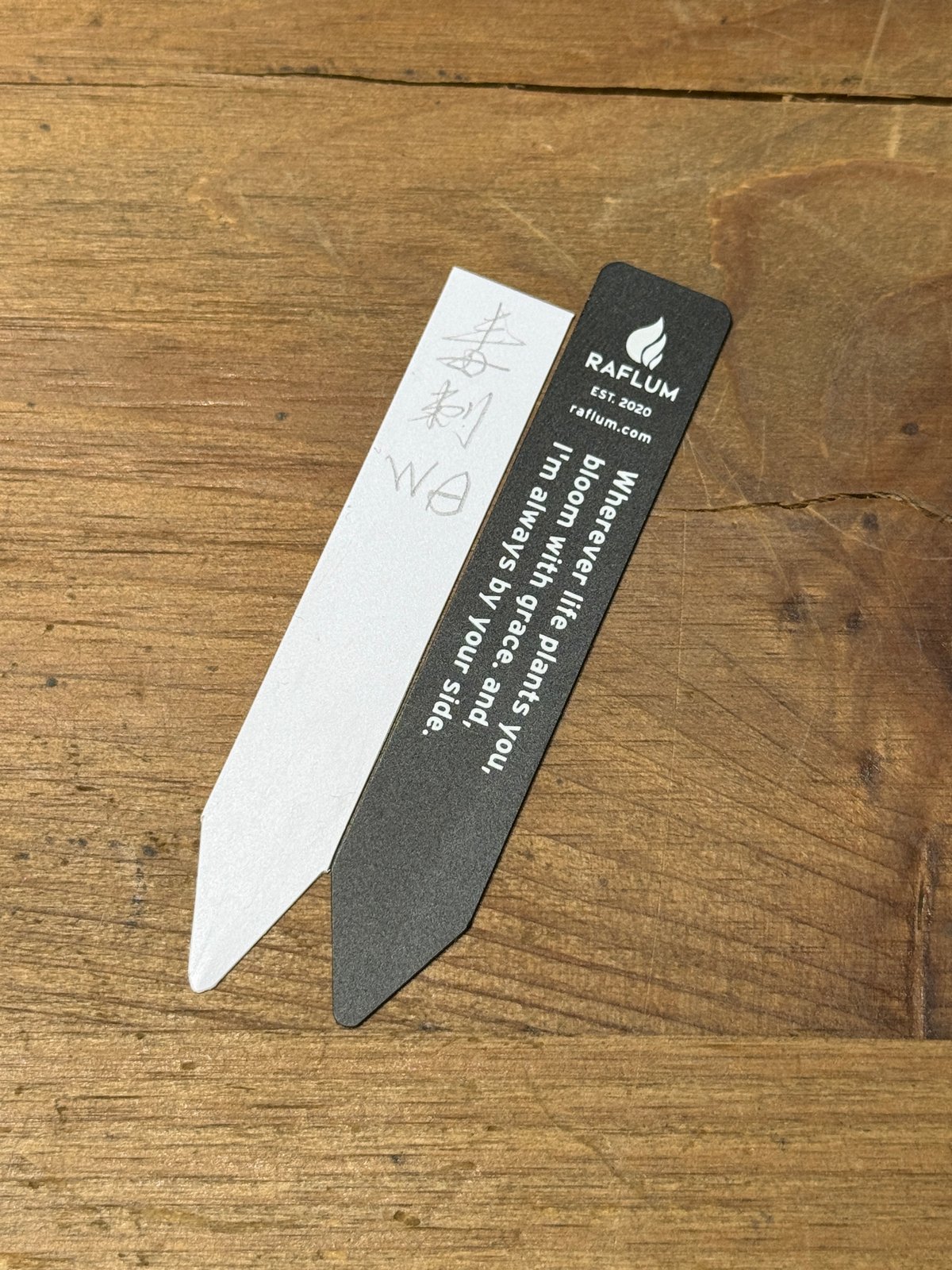 アガベ チタノタ 