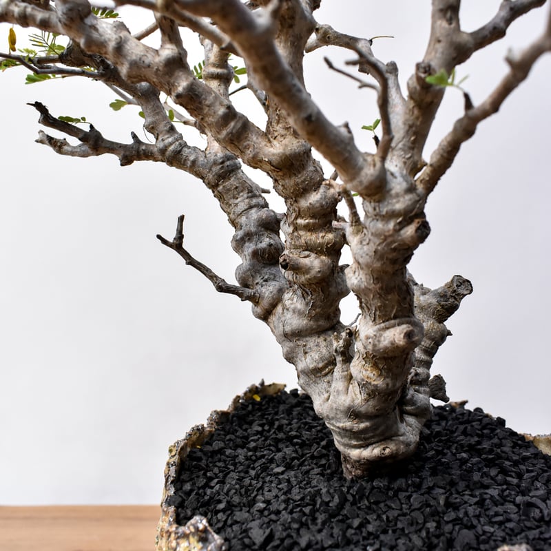 センナメリディオナリス 盆栽 極太 大株 センナ メリディオナリス 大型