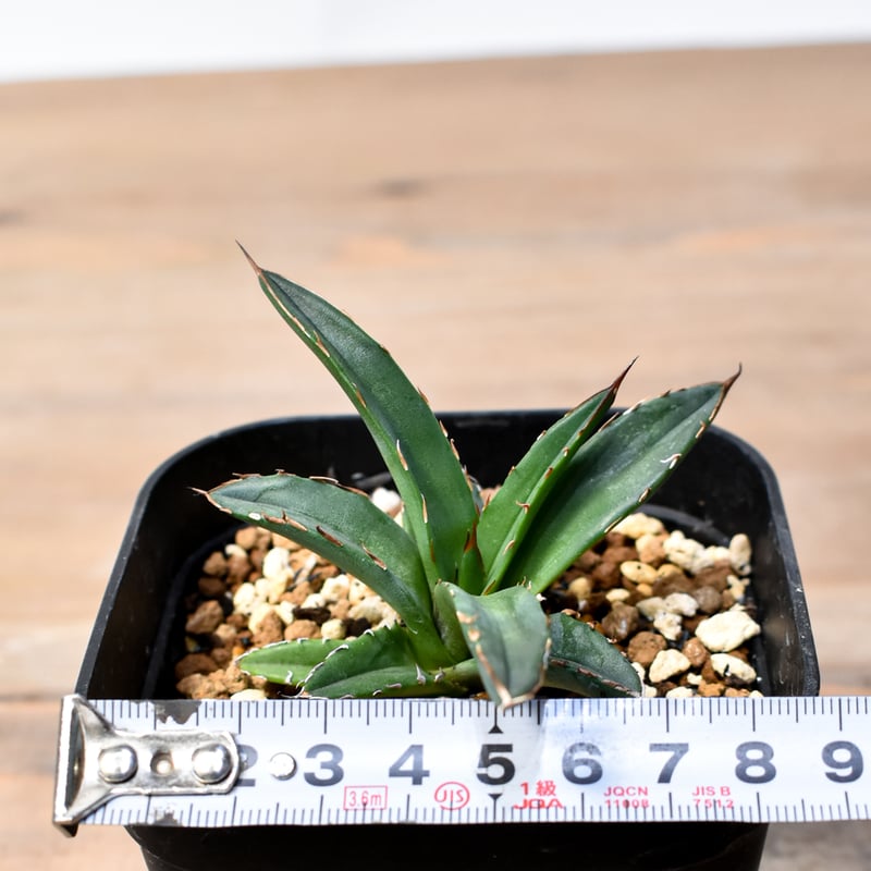 アガベ Dennis ハイブリッド 姬嚴龍x笹之雪 【台湾DENNIS産/子株