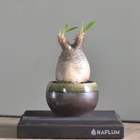 パキポディウム グラキリス【こんもりとした良型！イチ押しの株を是非！】RF22609