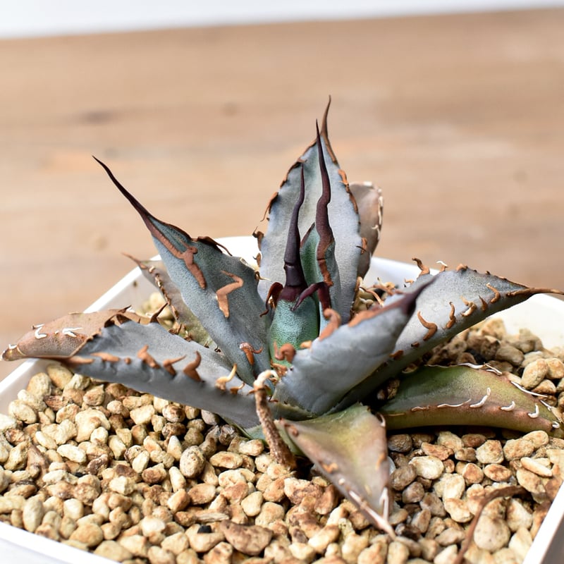 アガベ ハイブリット 