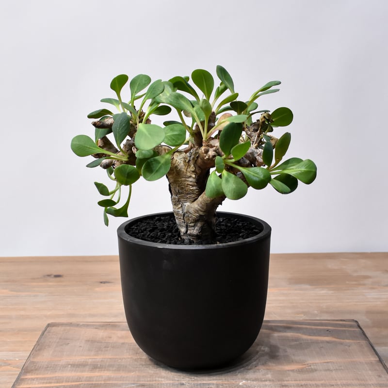 ユーフォルビア イトレメンシス RFHK25011537 | RAFLUM