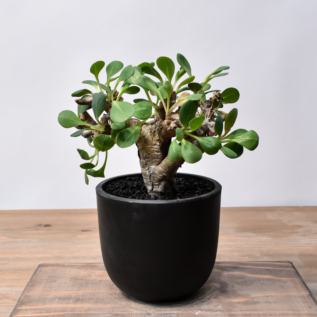 現地球／発根済】ユーフォルビアイトレメンシスODDROOTS管理株