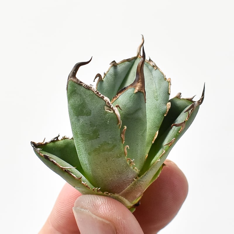 アガベ 羽毛 羽ノギ agave titanota feather hiiro】アガベ 羽毛 羽