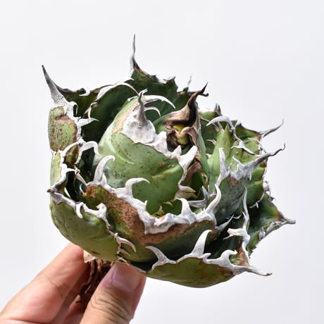 アガベ　塊根植物　育成セット(バラ売り不可) tacgd1018.jpg