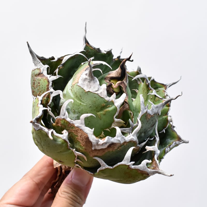 Agave アガベ　チタノタ　 白虎　白焔の選抜株　台湾株 Agave アガベ チタノタ 白虎 白焔の選抜株 台湾株 - メルカリ