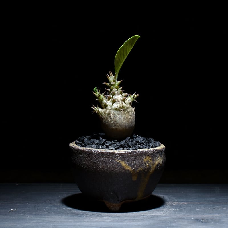 パキポディウム ウィンゾリー （発根済み）typeA RF221102 | RAFLUM /