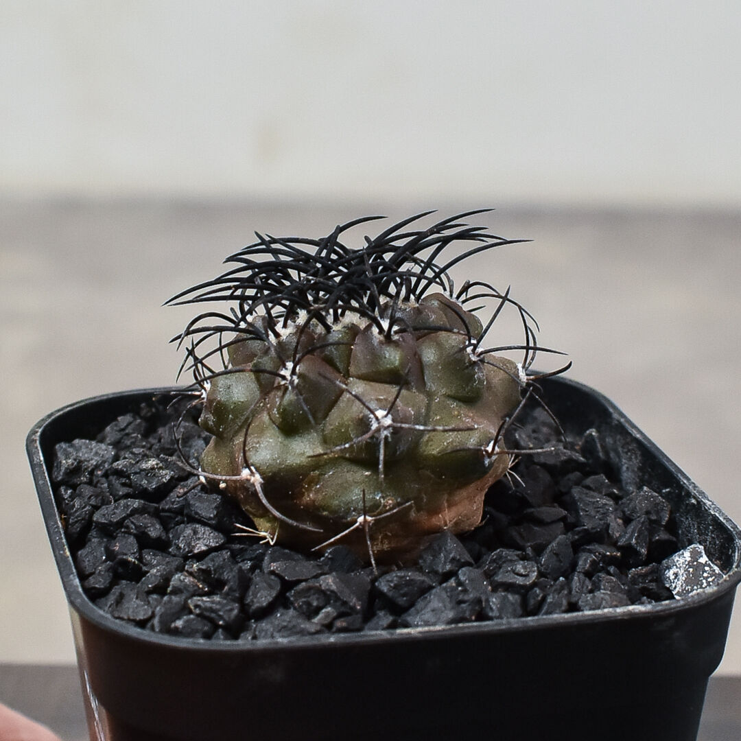 【超希少、コレクター品】コピアポア　グリセオビオラセア　栗星玉　自根 コピアポア グリセオビオラセア 