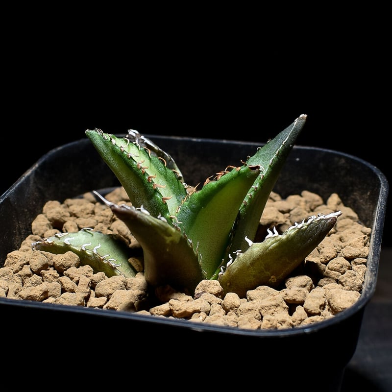 アガベ　チタノタ　子株 agave titanota アガベ チタノタ 【子株5つ付き】【観葉植物