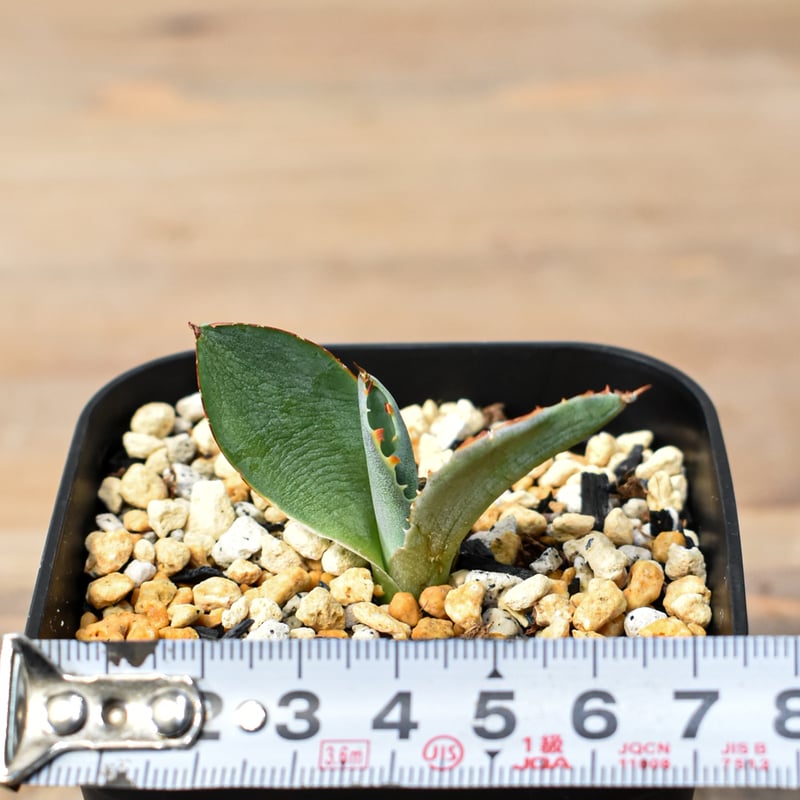 アガベ ハイブリット 