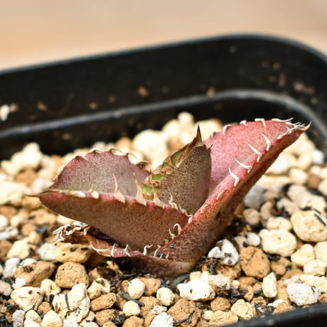 【RAFLUM育成株 5個セット】アガベ Mexico oteroi seeding / オテロイ実生 メキシコ産  【RAFLUM産/実生/子株】A3