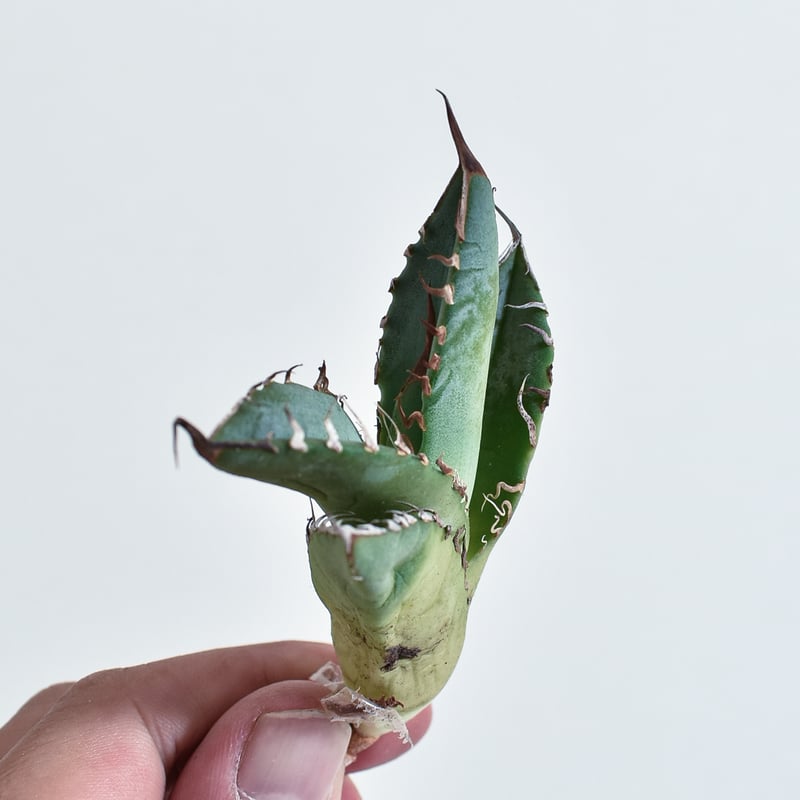 アガベ チタノタ 