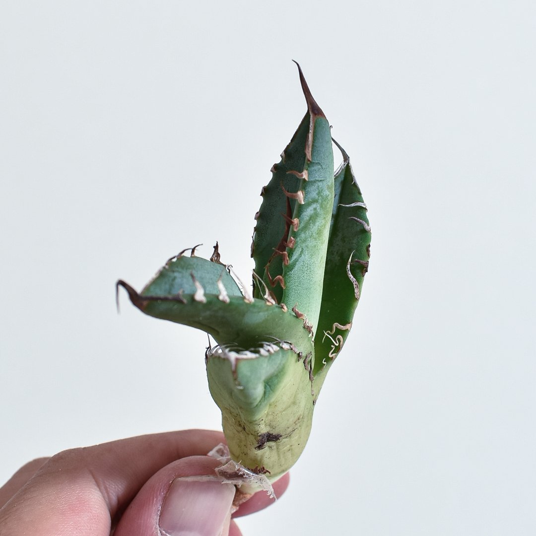 アガベ チタノタ 