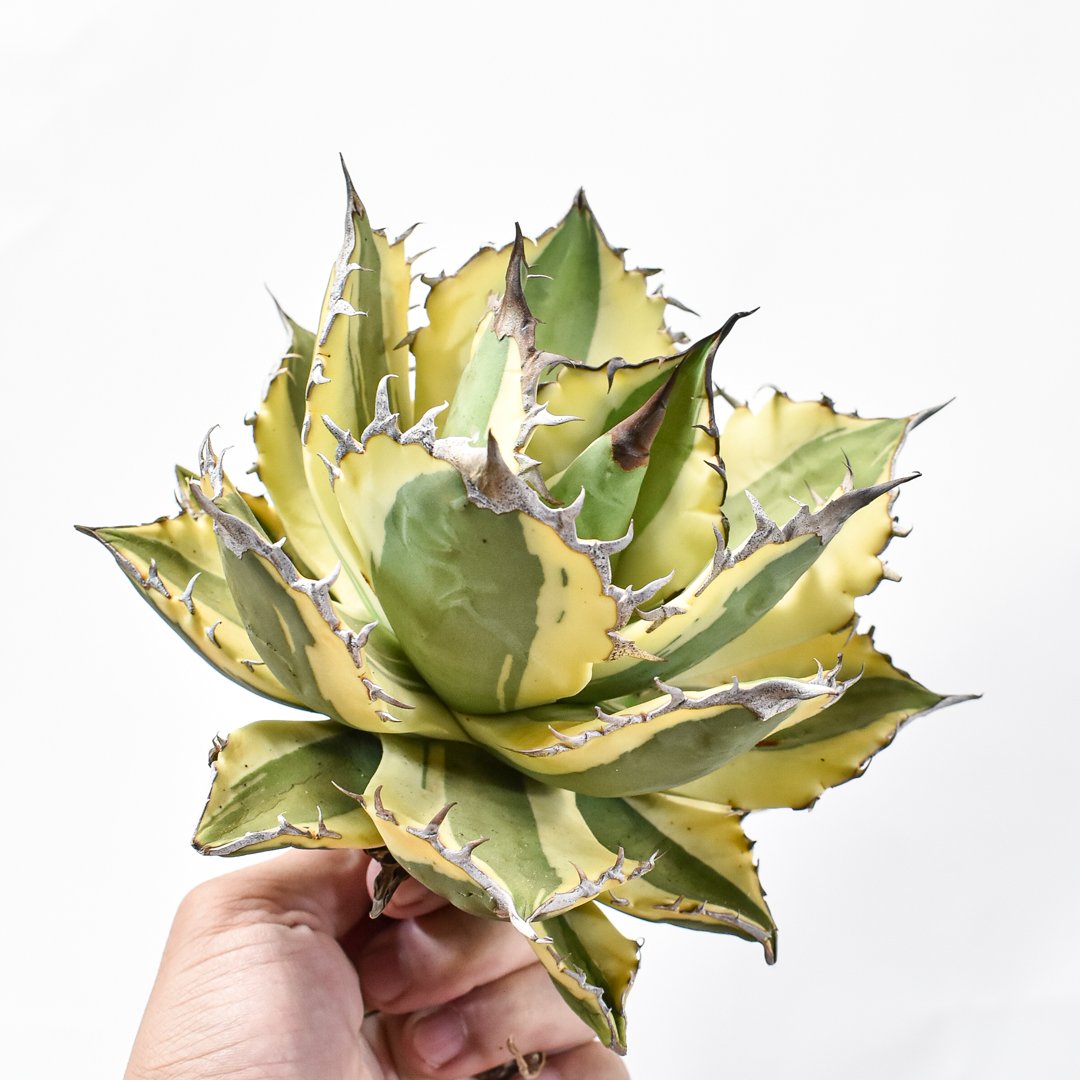 アガベ チタノタ スナグルトゥース 