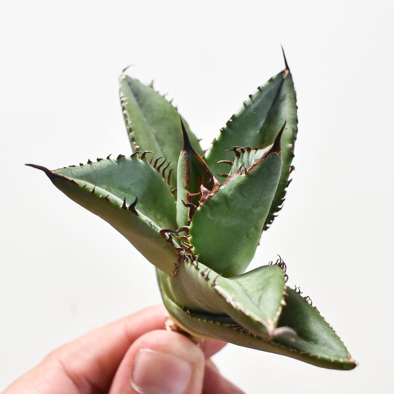 アガベ　チタノタ　スペシャル　/ 胖鯨　子株付き アガベ チタノタ スペシャル agave titaonota special 胖鯨 発根