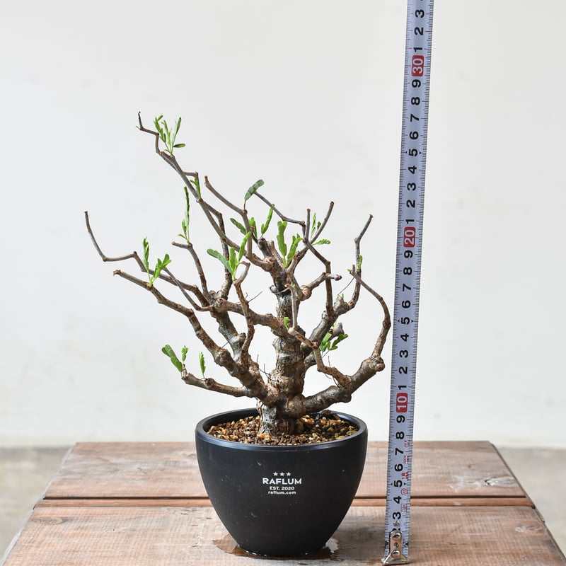 ④希少！タイ実生 センナメリディオナリス 発根済・鉢付き発送｜美株 センナメリディオナリス 実生 (鉢ごと発送) 7-④ - メルカリ