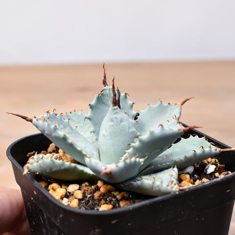 アガベ ハイブリット 日系イシスメンシス×象牙妖炎（陽炎エボリ）【台湾botanical_seeker産】RF25011394