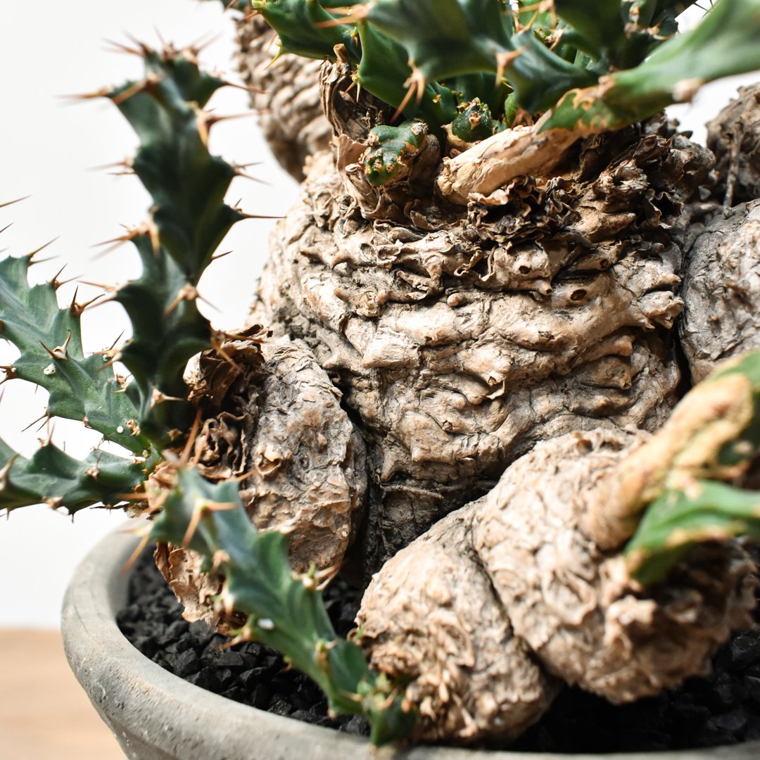 ユーフォルビア・クラビゲラ　カット苗×2株 ユーフォルビア・クラビゲラ カット苗×2株 ユーフォルビア・クラビゲラ