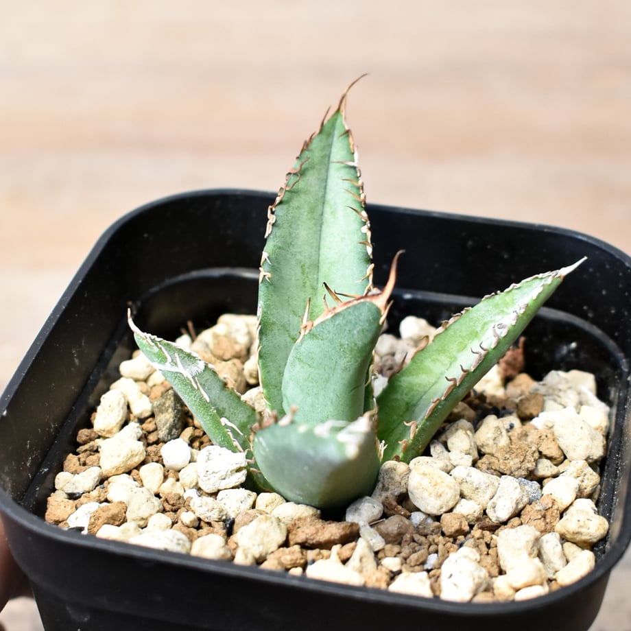 6a0348bb22176f147f4ff910