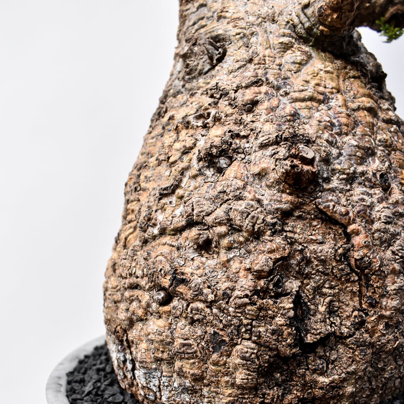 【発根済】オペルクリカリア パキプス 大株 オペルクリカリア パキプス 