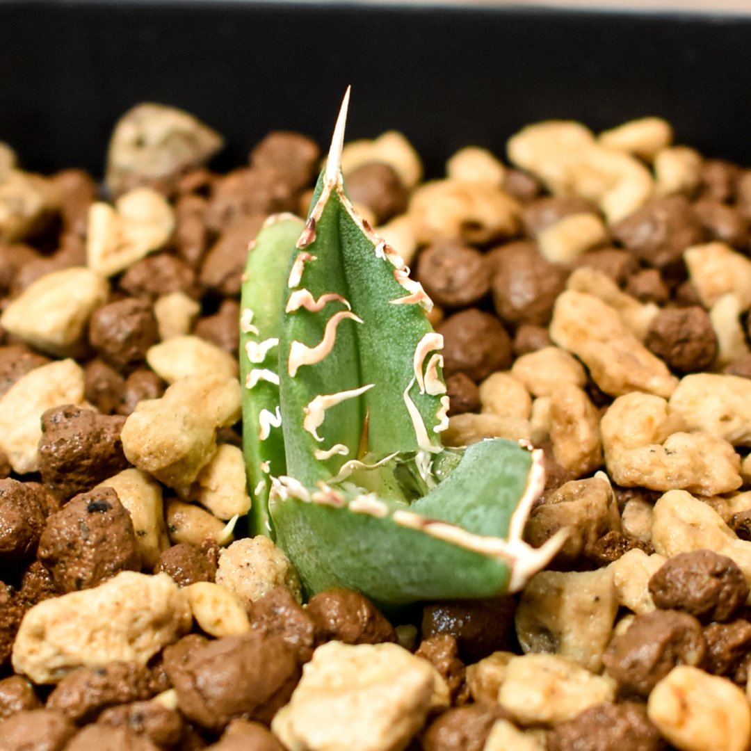 アガベ チタノタ ホオジロザメ 