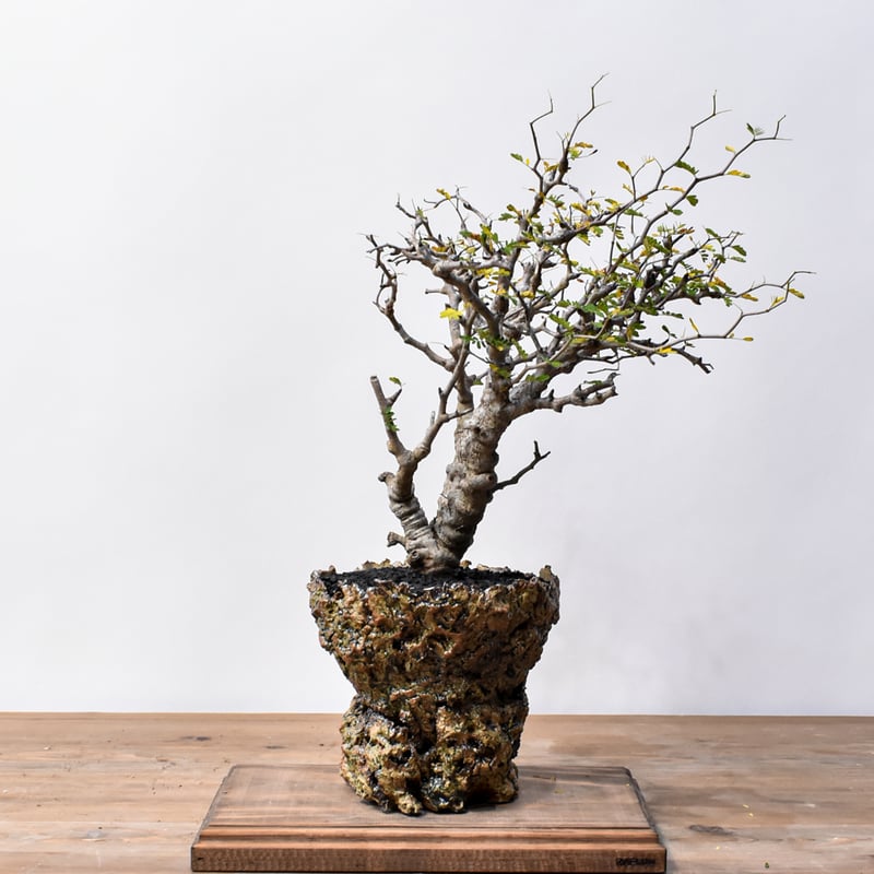 8月限定価格　センナ　メリディオナリス　特大　極太 センナ メリディオナリス 