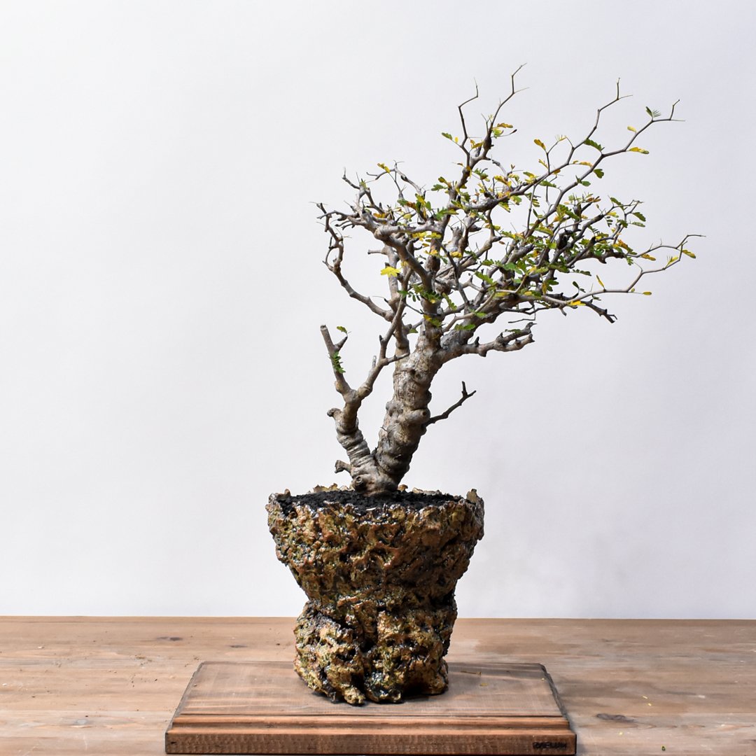 センナ　メリディオナリス　大株　国内管理4年 センナ メリディオナリス 