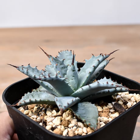 アガベ ハイブリット 日系イシスメンシス×象牙妖炎（陽炎エボリ）【台湾botanical_seeker産】RF25011399