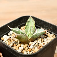 アガベ チタノタ "ステゴザウルス" 【抜き苗/子株】F2 NI25010187(T)