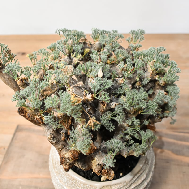 サルコカウロン　ムルチフィズム 250826 25 サルコカウロン ムルチフィズム 250826 25 サルコカウロン