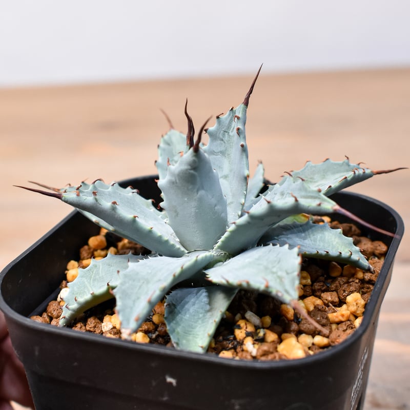 子株】 ネバデンシス × イシスメンシス アガベ ハイブリッド 【公式通販】