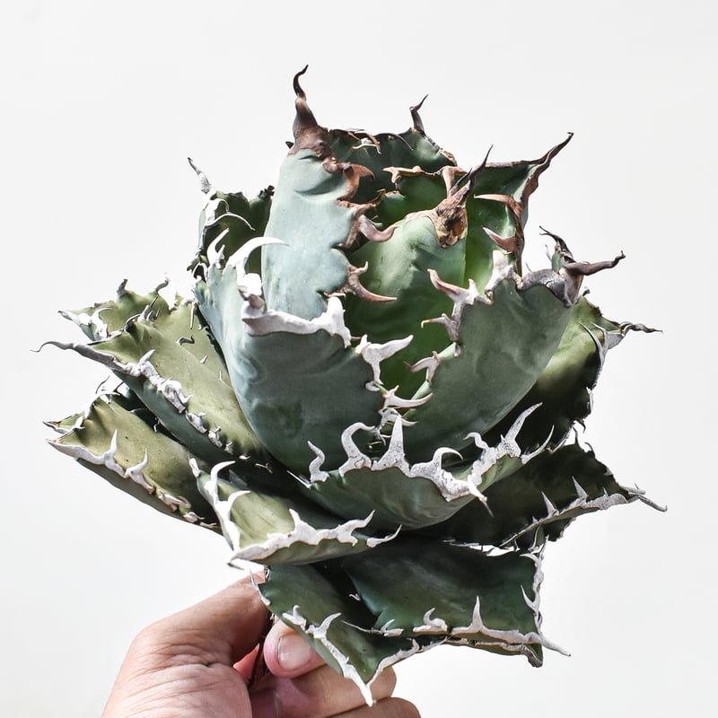 アガベ チタノタ ソーラーエクリプス 