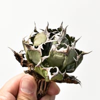 ユーフォルビア ムランジーナ 【発根済み】RF231971(T) | RAFLUM