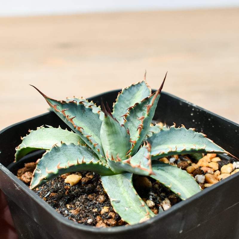 アガベ ハイブリット 