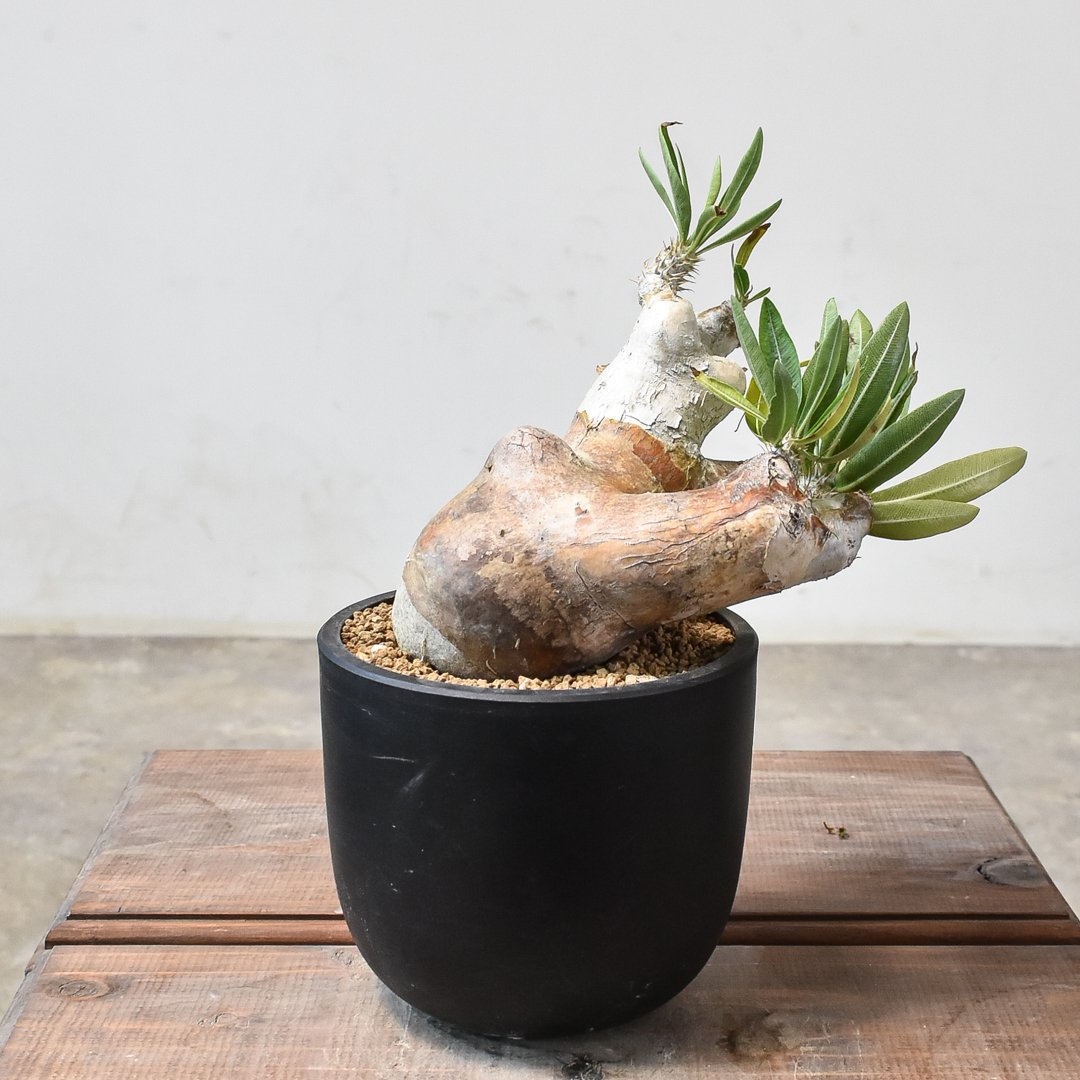 イノピナツム 現地球 まん丸 美株 サボテンオークション イノピナツム